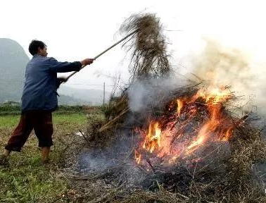 你年年都想燒的秸稈，今年可以吃票子了！